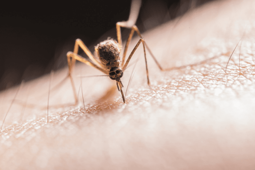 control mosquitos this summer with pest control companies in indianapolis