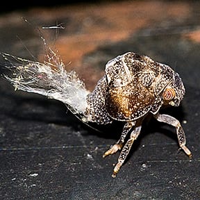 Acanaloniid Planthopper