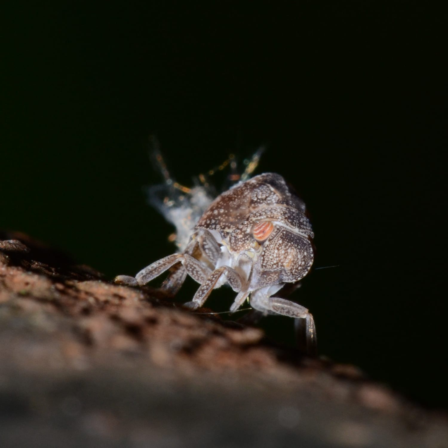 Discover More About The Planthoppers Habits