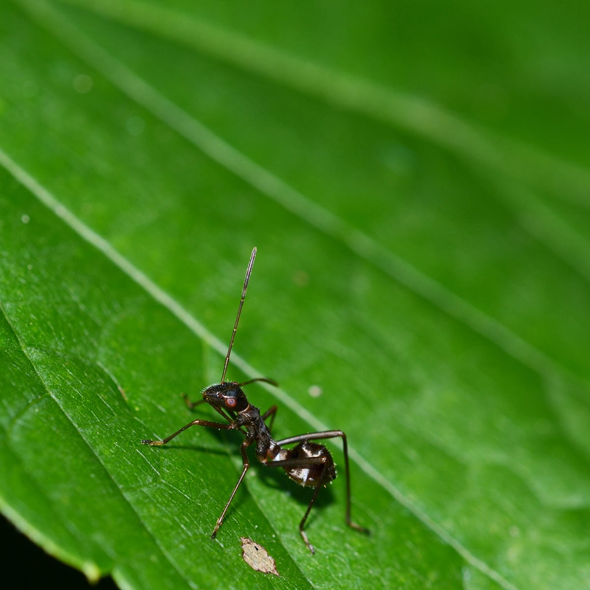 The Ant Bug Mimics Ants