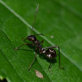 Ant Bug
