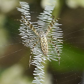 the aaa exterminating indianapolis pest library shares information about the argiope aurantia spider and much more