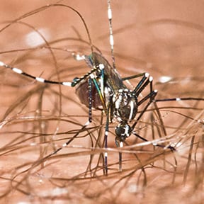 The Asian Tiger Mosquito