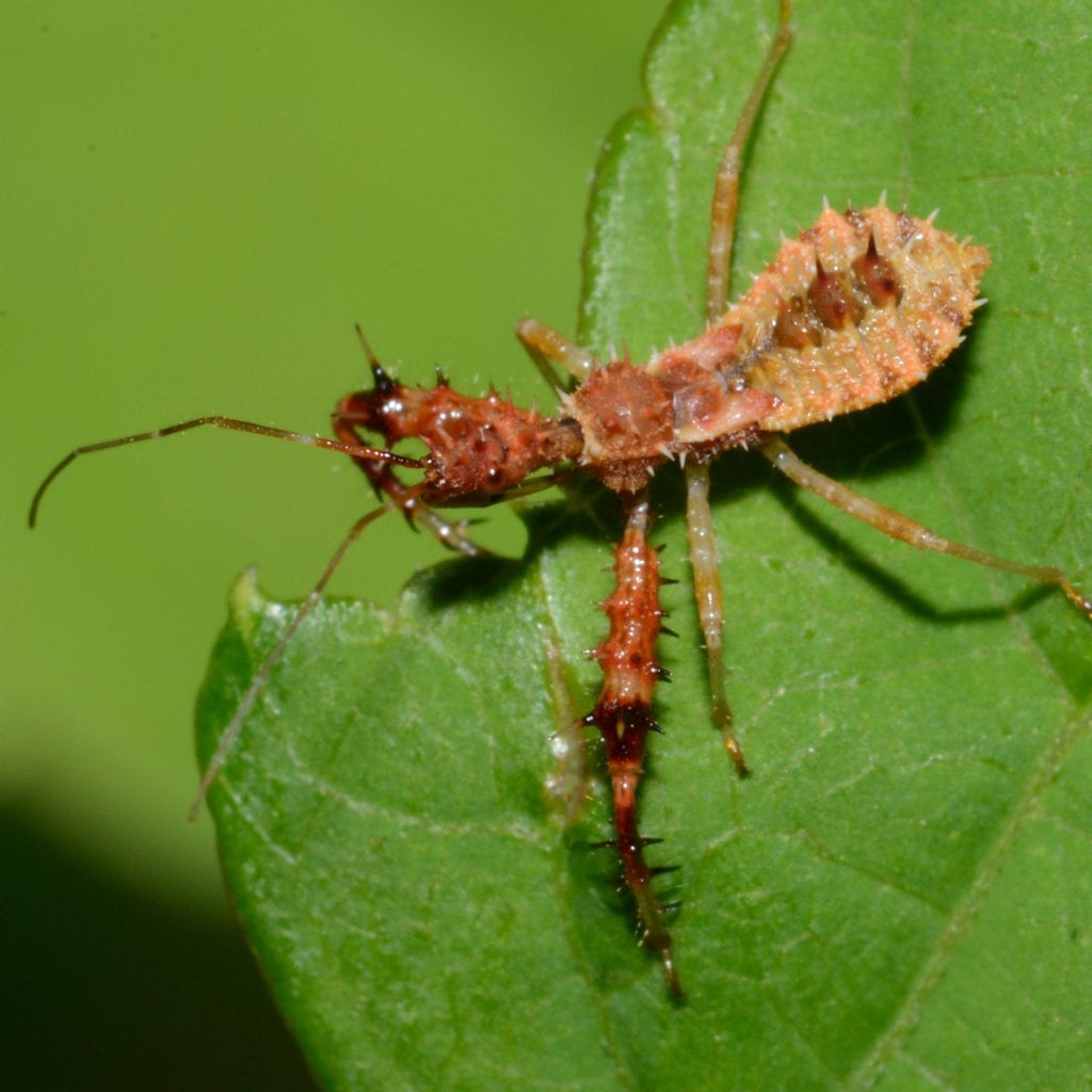 the assassin bug is one of many to discover in the aaa exterminating indianapolis online pest library