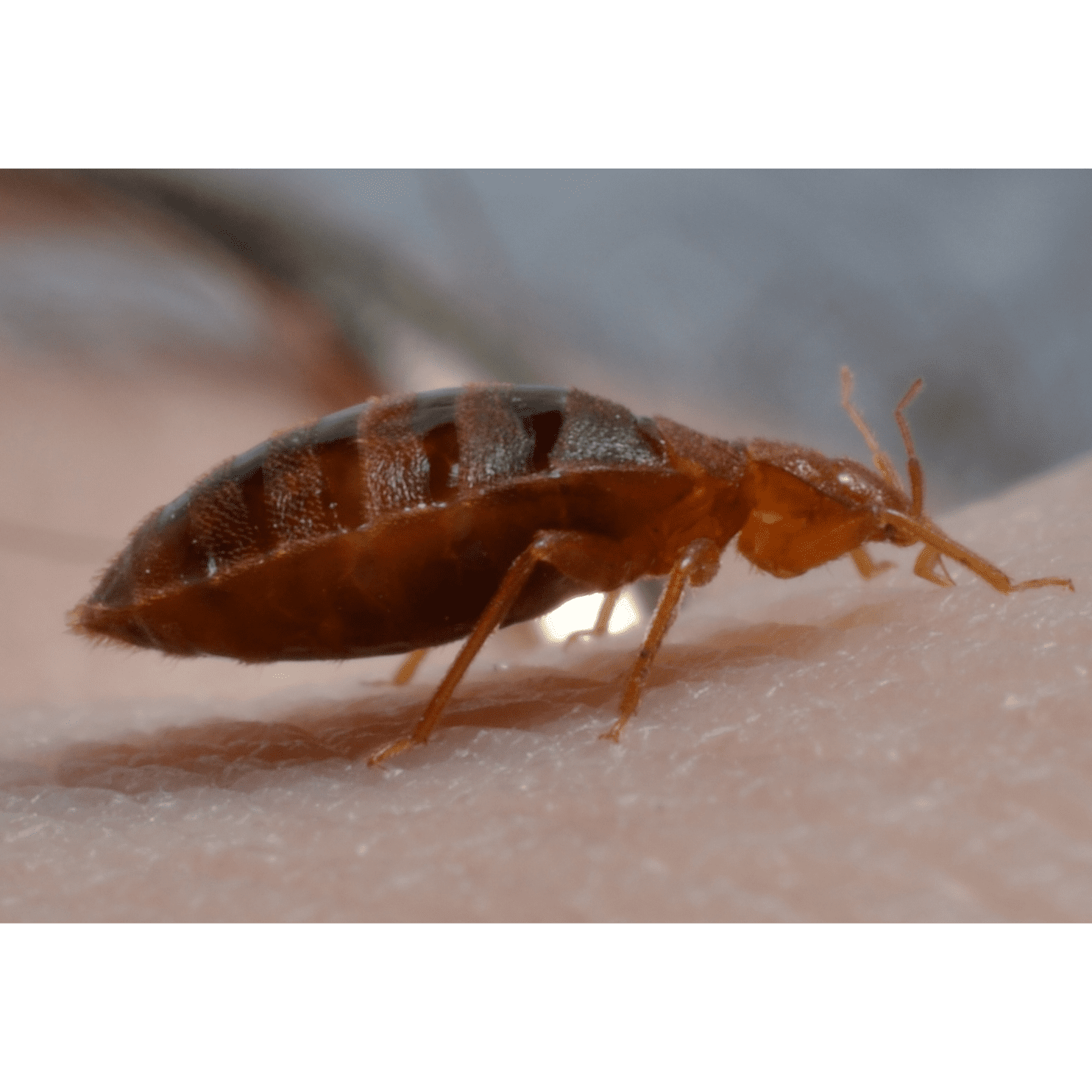 An Engorged Bed Bug