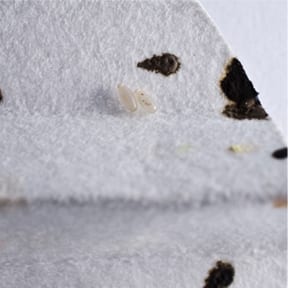 Bed Bug Larva And Fecal Image