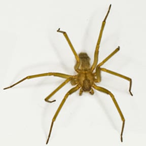 aaa exterminating indianapolis gives an excellent description of the brown recluse spider in their pest library