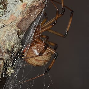 the pest library of aaa exterminating best summarizes the brown widow spider