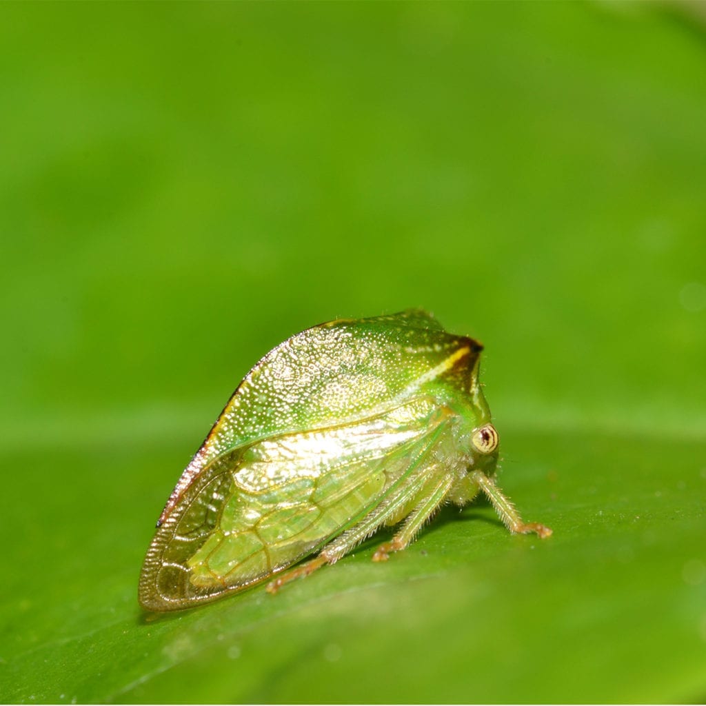 the pest library of aaa exterminating best summarizes the buffalo tree hopper