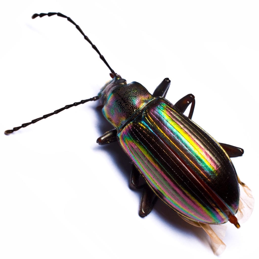 the pest library of aaa exterminating best summarizes the carabus beetle