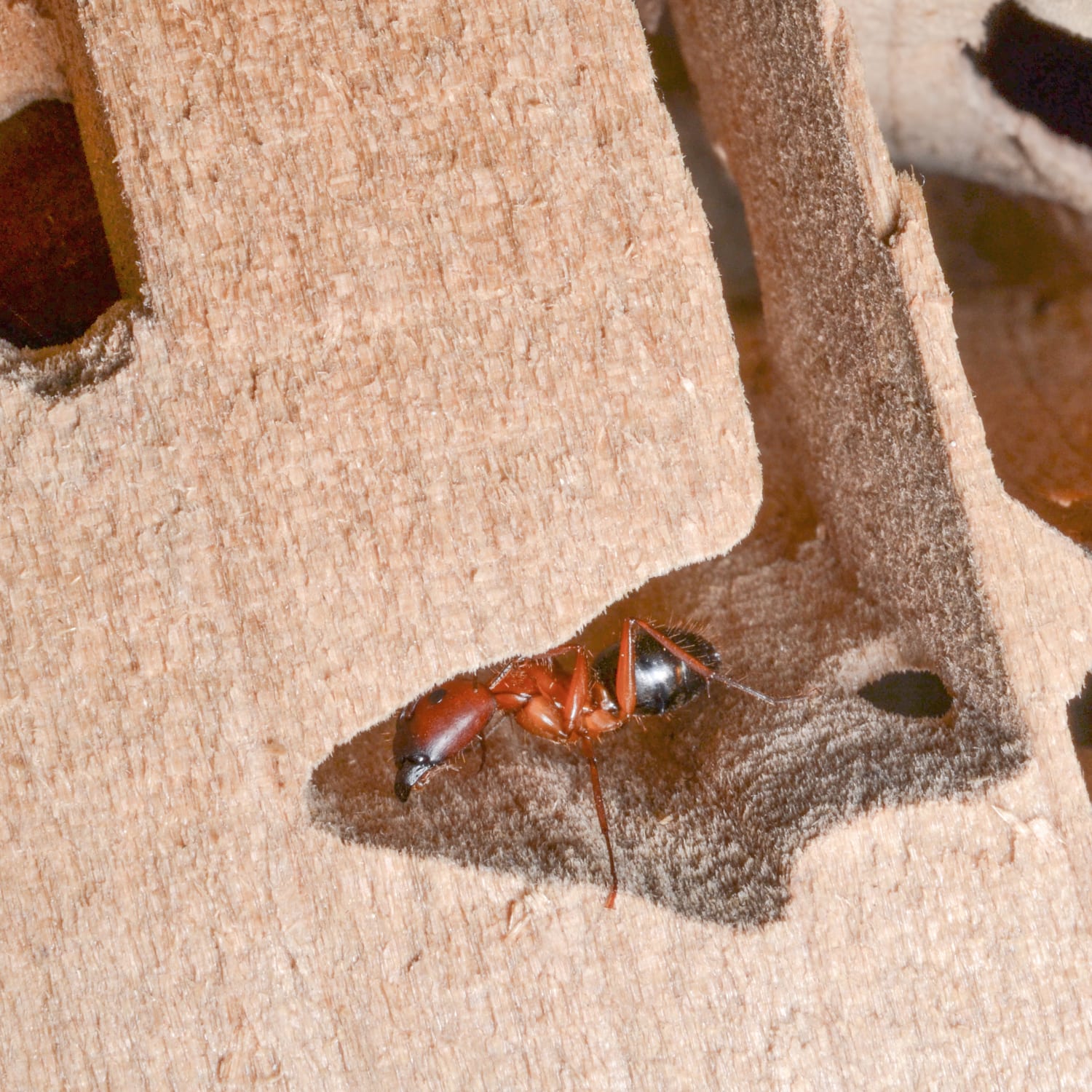 The Damaged Caused by Carpenter Ants