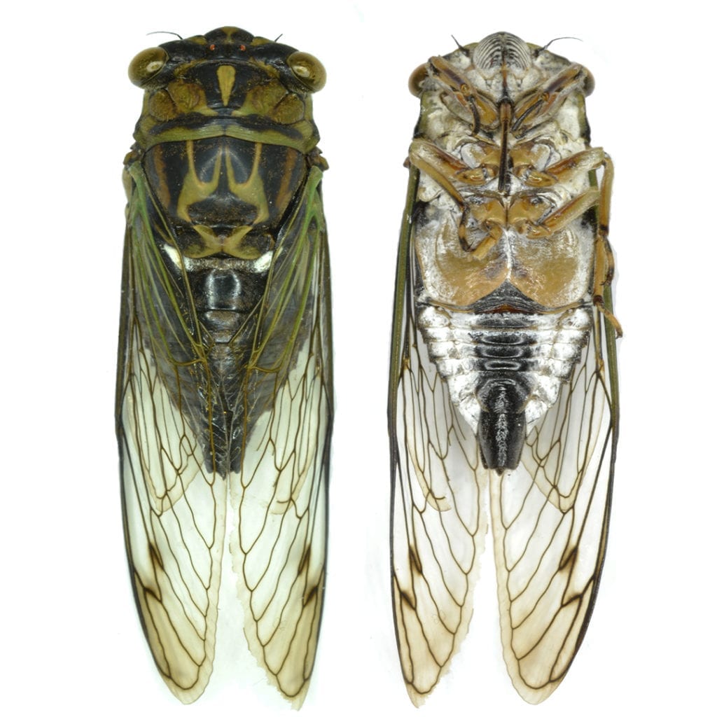 the cicada is just one of the many species you can discover in the aaa exterminating pest library
