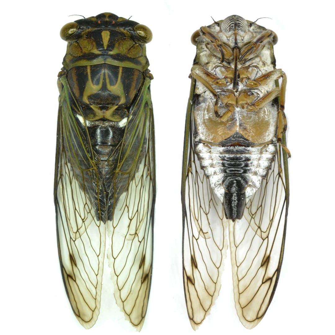 Cicada