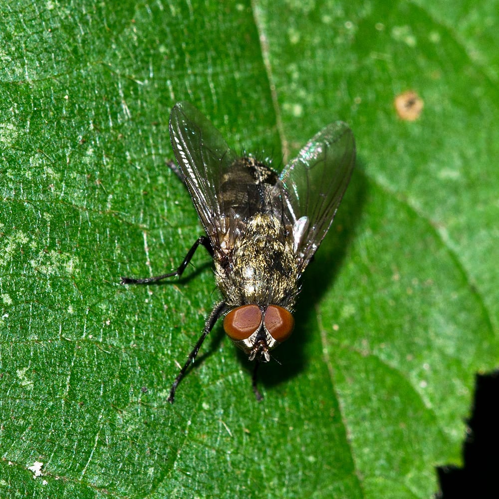 Cluster Fly Example