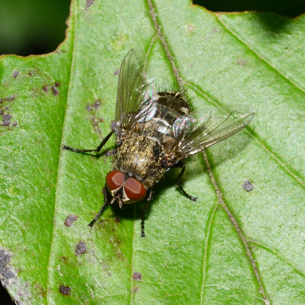 The cluster Fly