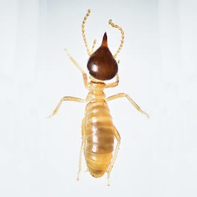More To Learn About The Conehead Termite