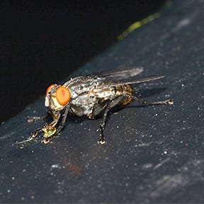 call aaa exterminating to keep the flesh fly away from your property