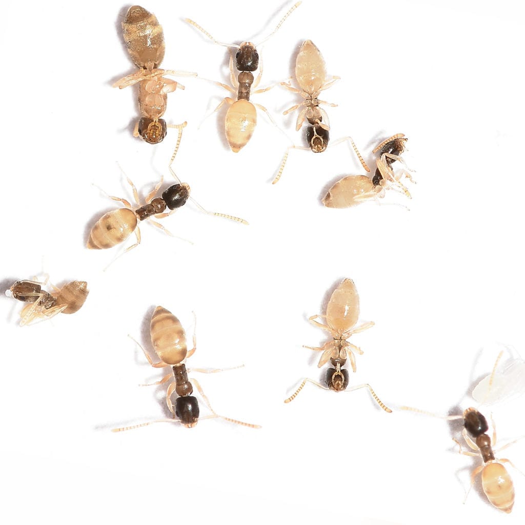 regular inspections are recommended by aaa exterminating to be sure your home is not infested with ghost ants