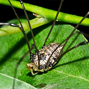 the harvester spider is harmless but aaa exterminating can rid your home of them