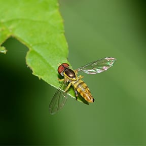 The Hover Fly