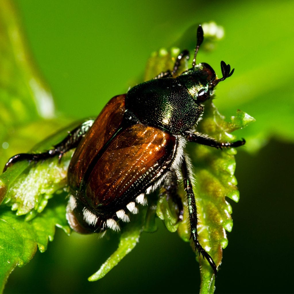 aaa exterminating indianapolis can keep Japanese beetles from destroying your plants at home