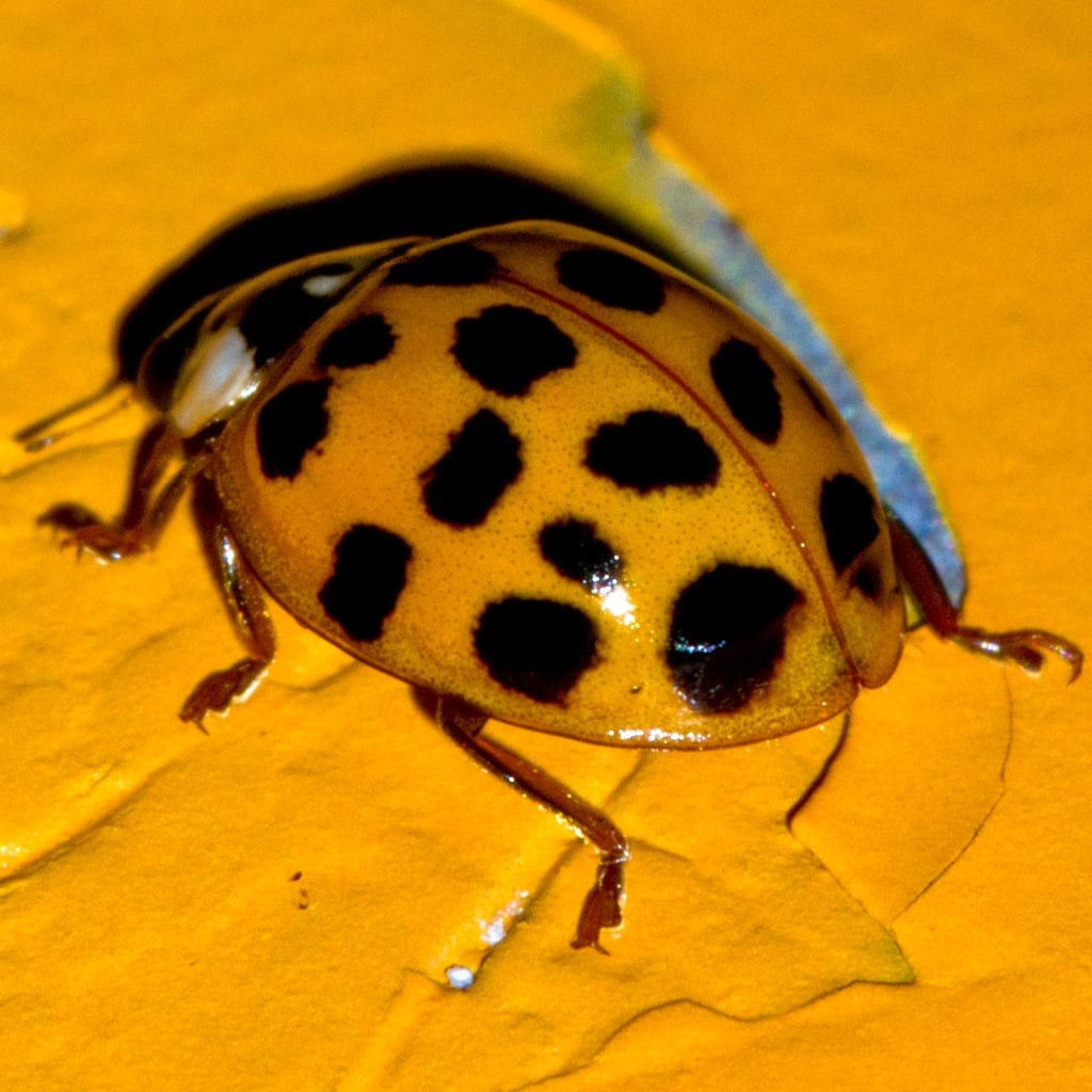 if you do not want ladybugs staying in your home rent free, call aaa exterminating indianapolis