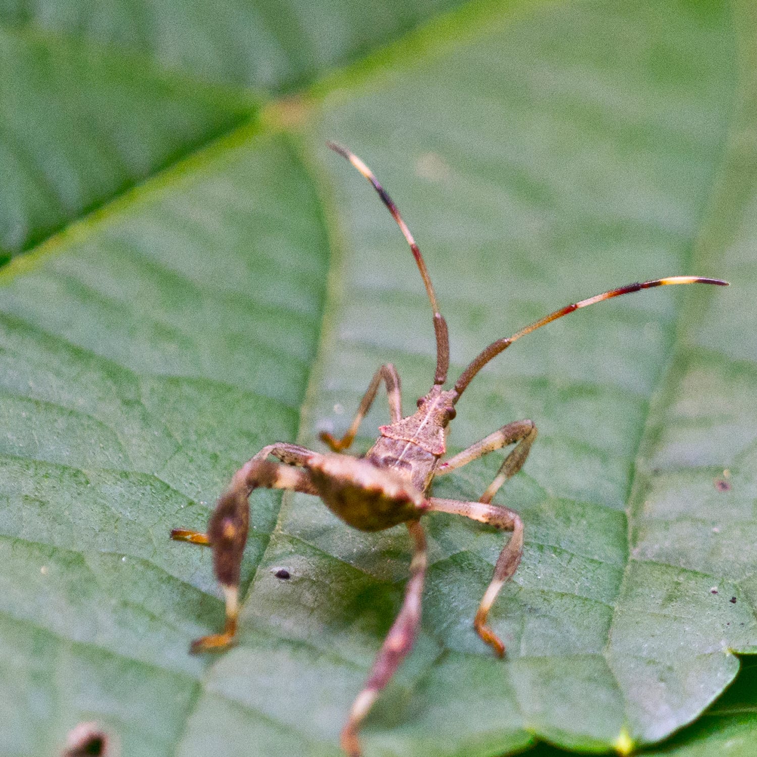 Leaf Footed Bug From Behind