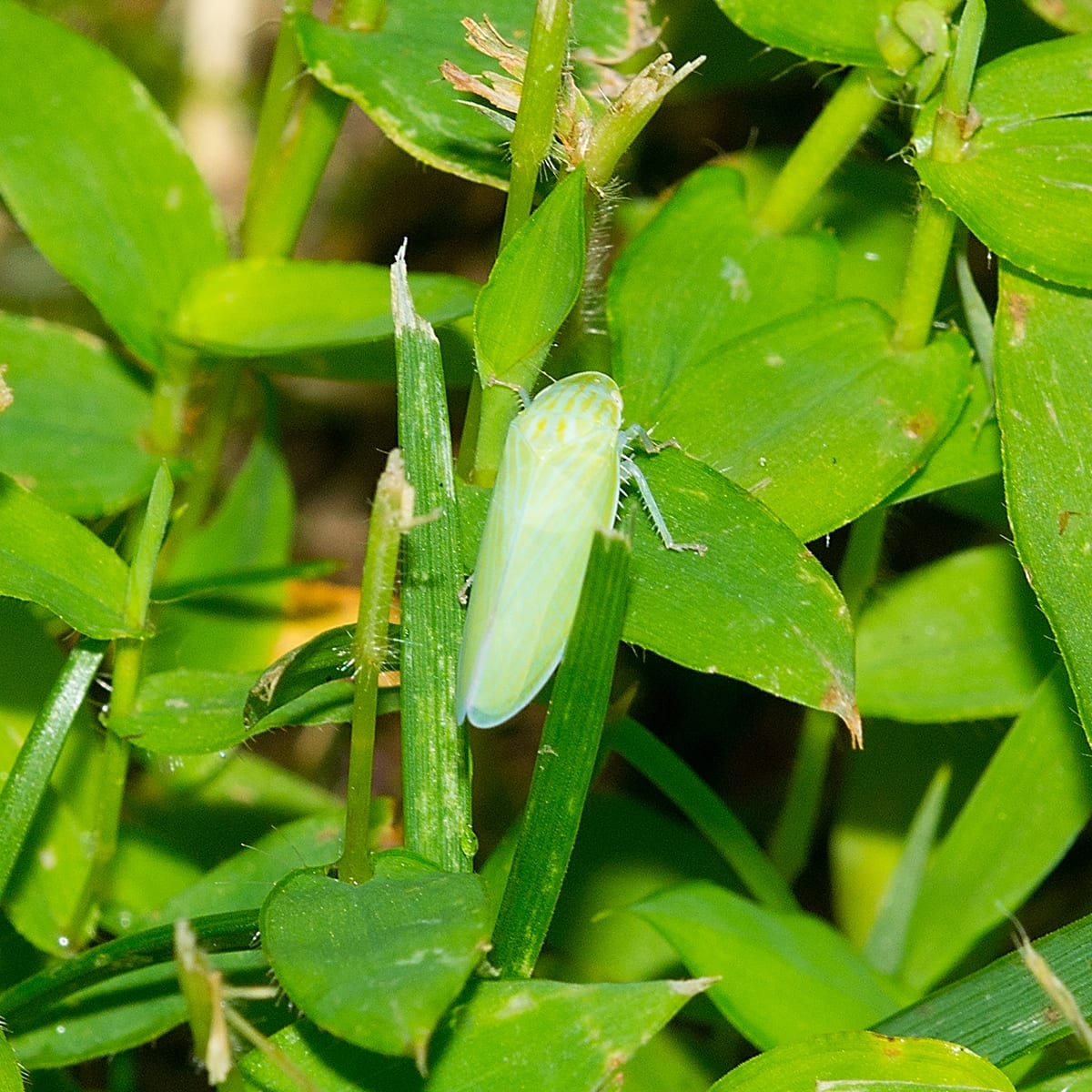 The Leaf Hopper Nymph