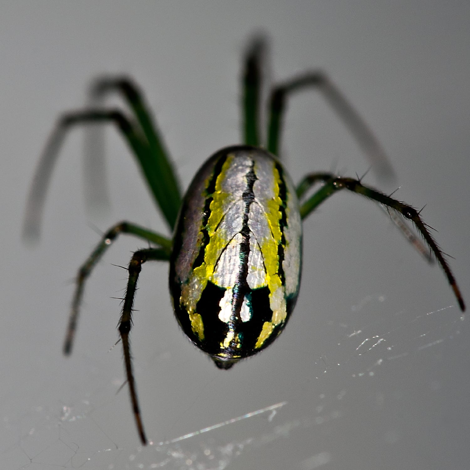 Orchard Orb Weaver