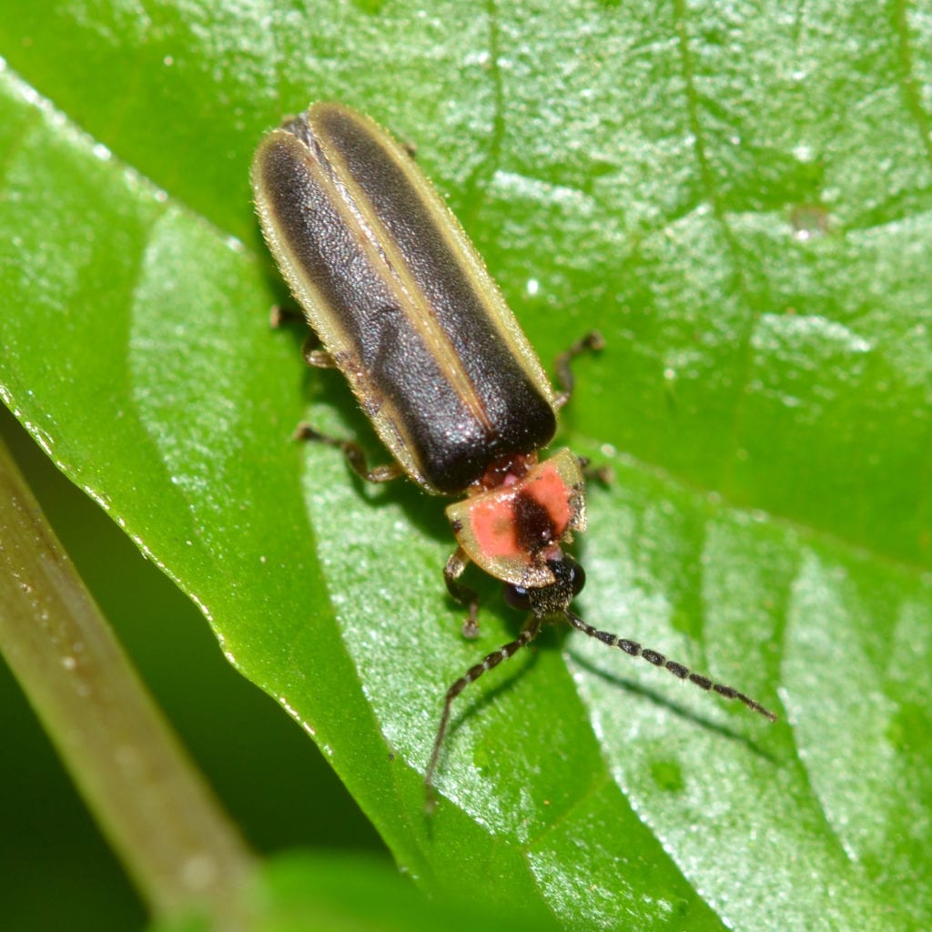 discover some luminescent facts about the lightning bug in the aaa exterminating pest library