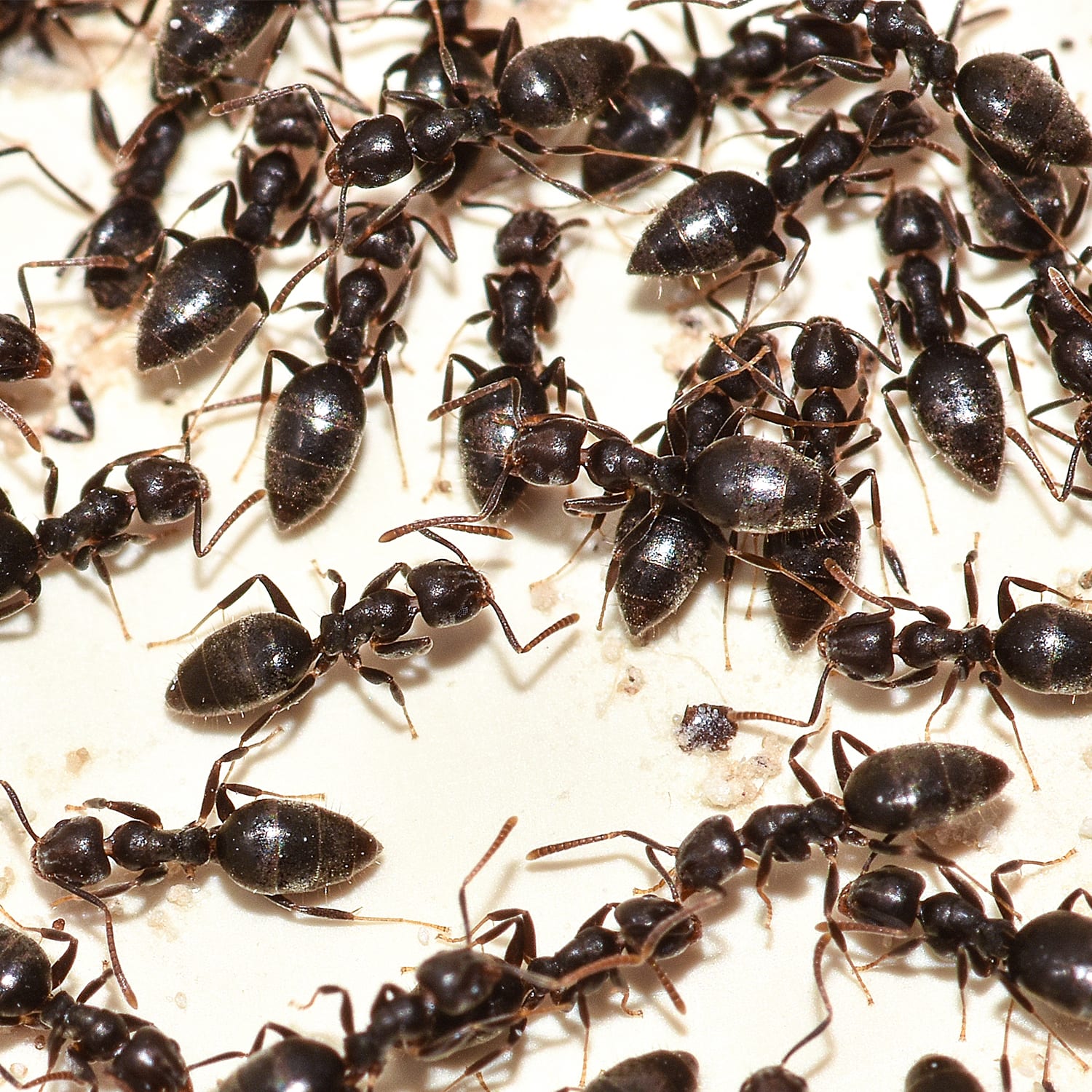 The White Footed Ant Colony