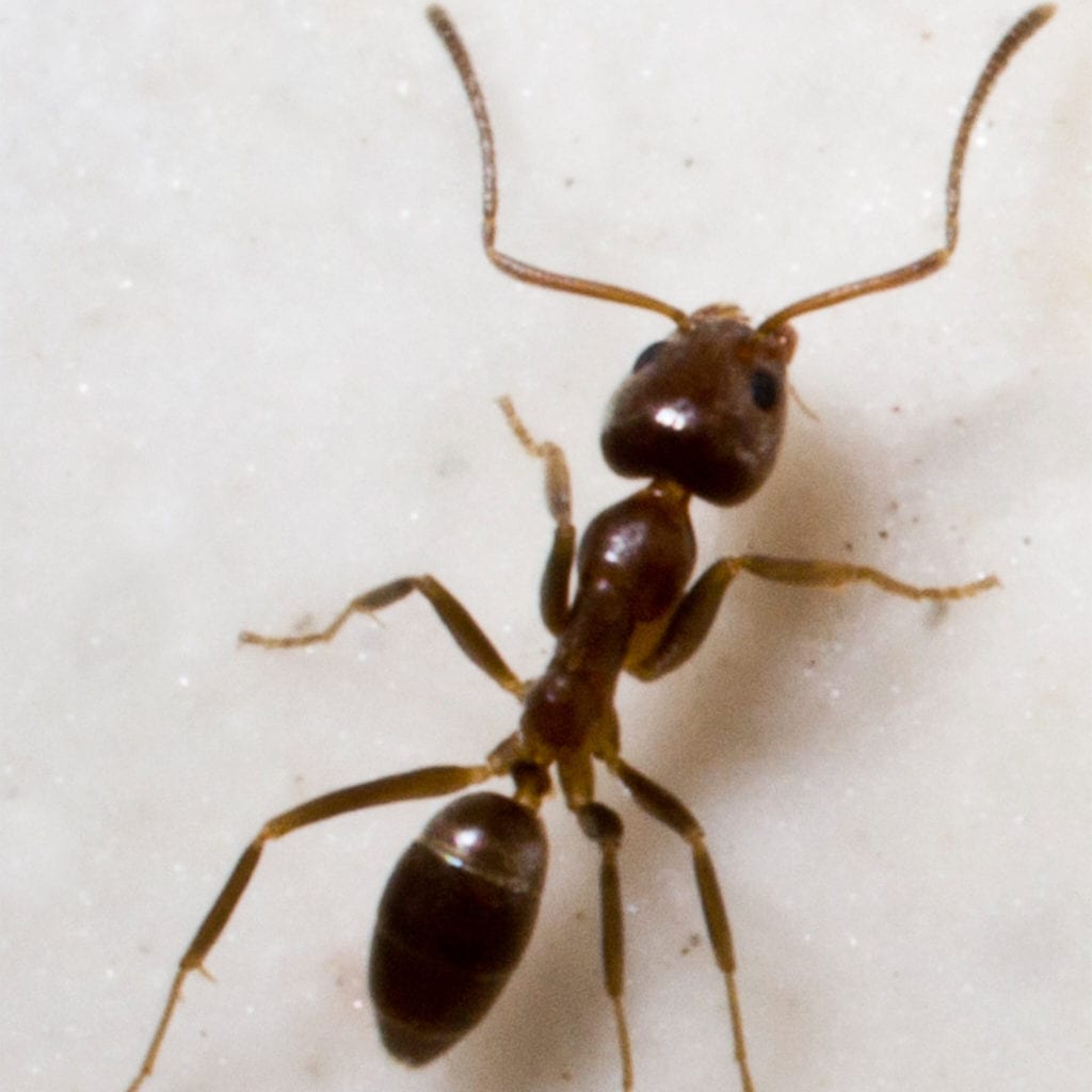 the aaa exterminating pest library describes how an argentine ant fits in small spaces