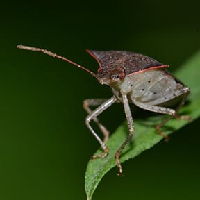 the pentatomid is also known as the stink bug, as aaa exterminating explains in their pest library