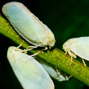 there is more to discover about the plant hopper in the aaa exterminating pest library