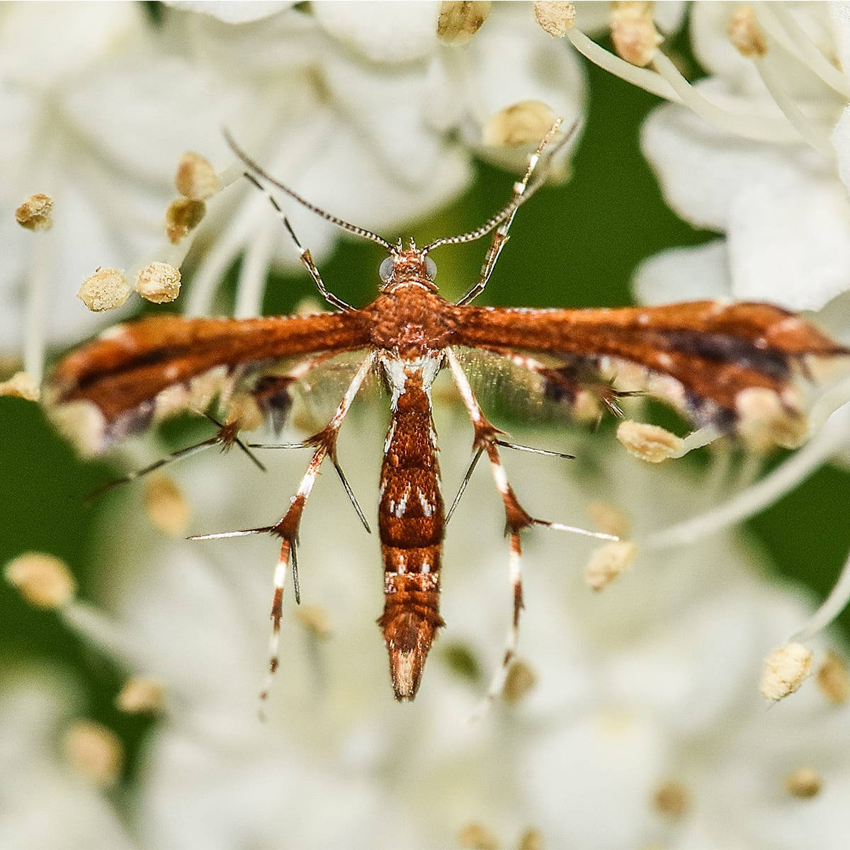 Plume Moth - AAA Exterminators