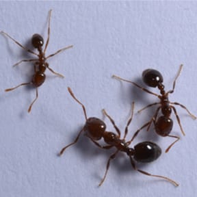 The Rifa Ant Is Also Known As The Fire Ant