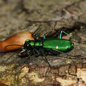 The Six Spotted Tiger Beetle