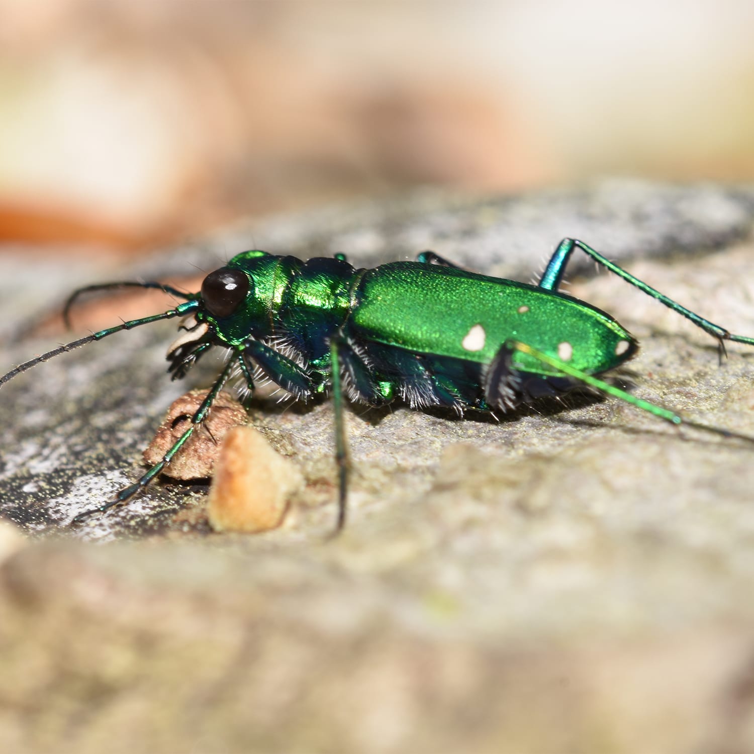 The Side View of the Six Spotted Tiger Beetle