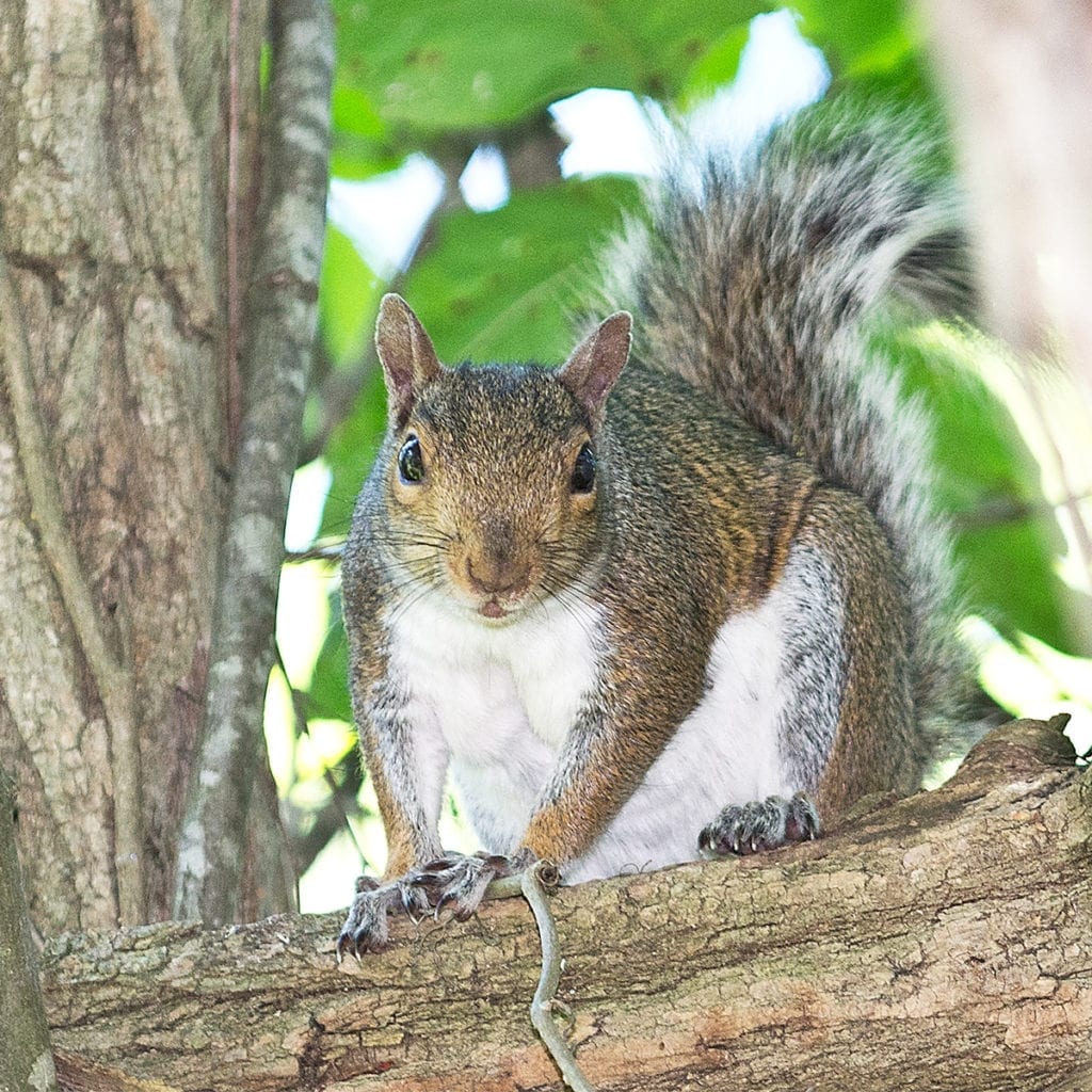aaa exterminating warns of the damage squirrels may cause to a homes wiring and more