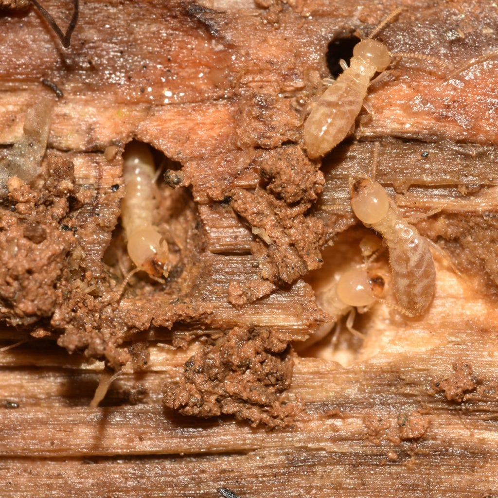 visit the aaa exterminating pest library to learn more about the subterranean termite