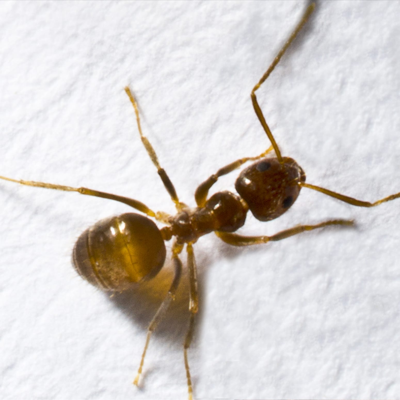The Tawny Crazy Ant