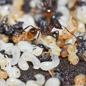 Tertamorium Ant Larva