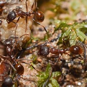 Tetramorium Ant
