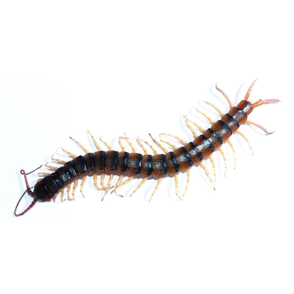 learn more about the tiger centipede in the aaa exterminating pest library