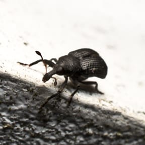 The Weevil
