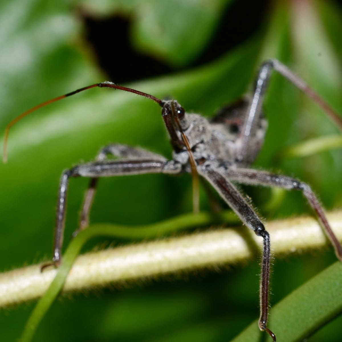 Wheel Bug