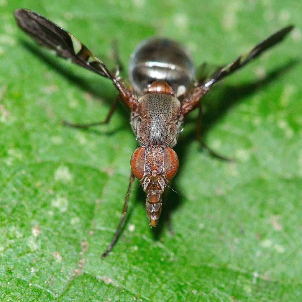 get up-close to the winged fly in the aaa exterminating pest library