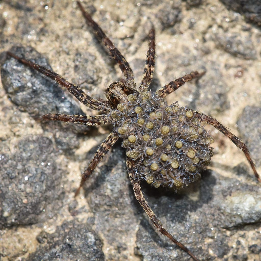 if you find that you have a wolf spider predicament, don’t hesitate to call aaa exterminating indianapolis