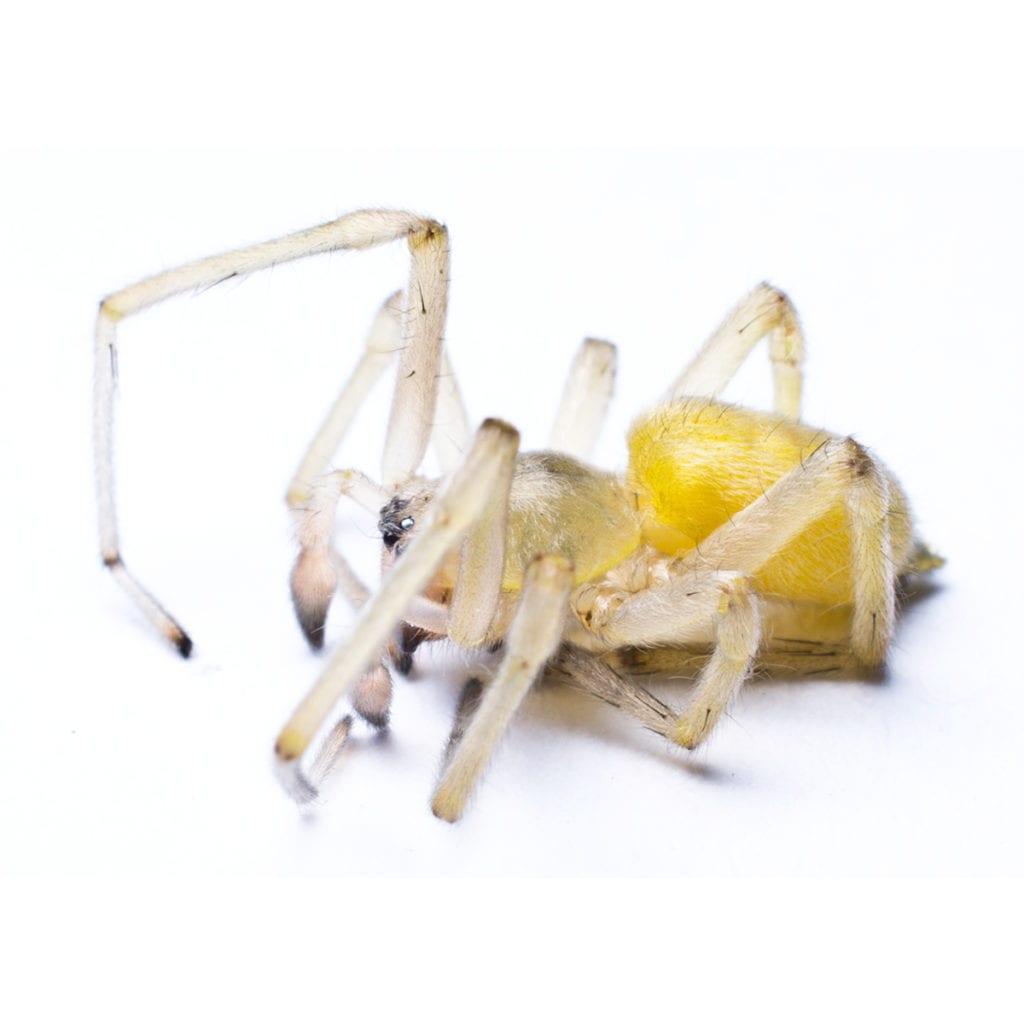 don’t hesitate to call aaa exterminating to rid your home of the yellow sac spider