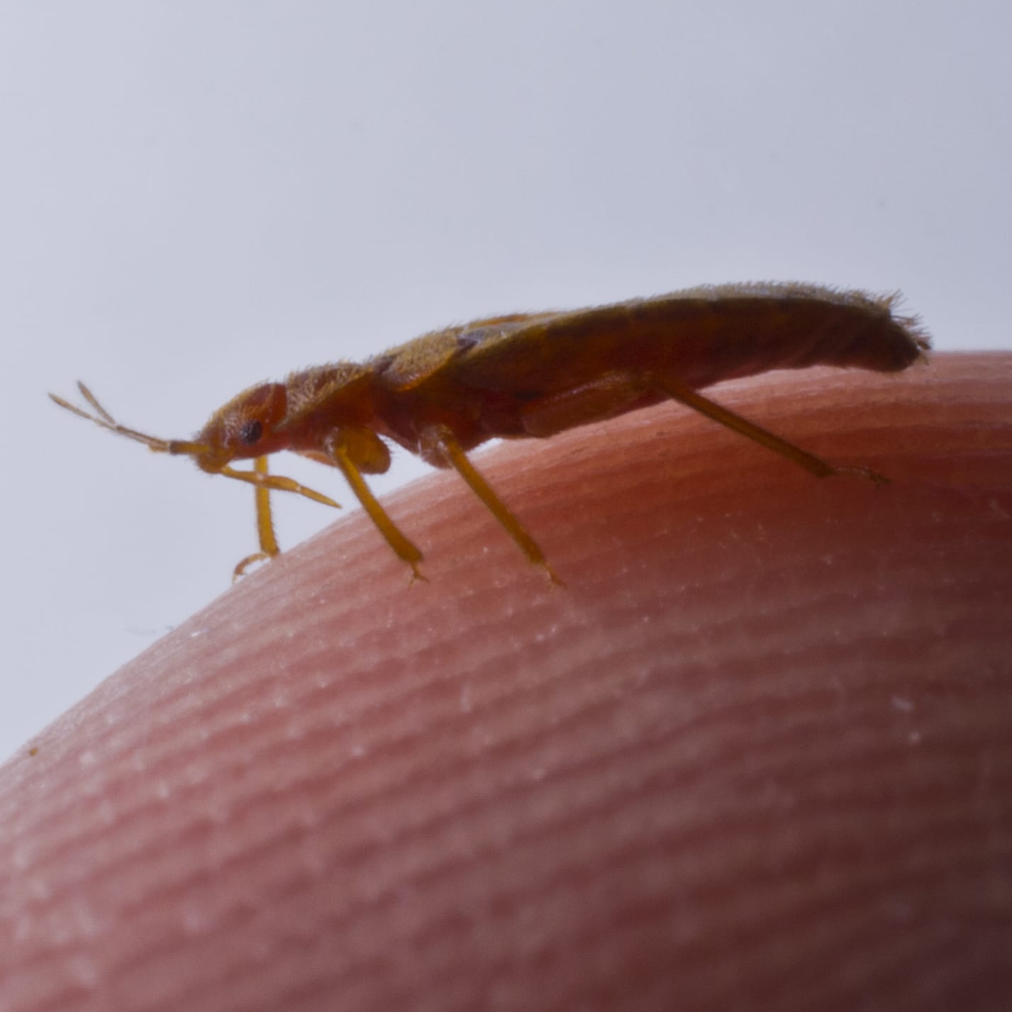 flying brown bugs in house